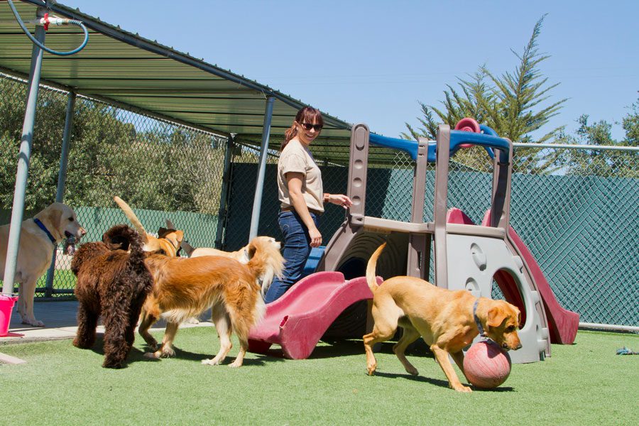Buck's Kennels Boarding Daycare Grooming