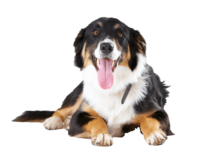 AdobeStock_594999979 Buck's Kennels Boarding Daycare Grooming