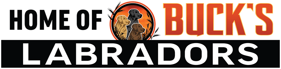 Buck's Labradors Buck's Kennels Boarding Daycare Grooming