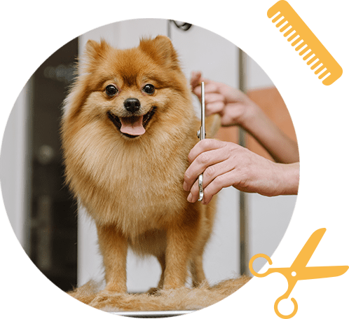 Buck's Kennels Boarding Daycare Grooming