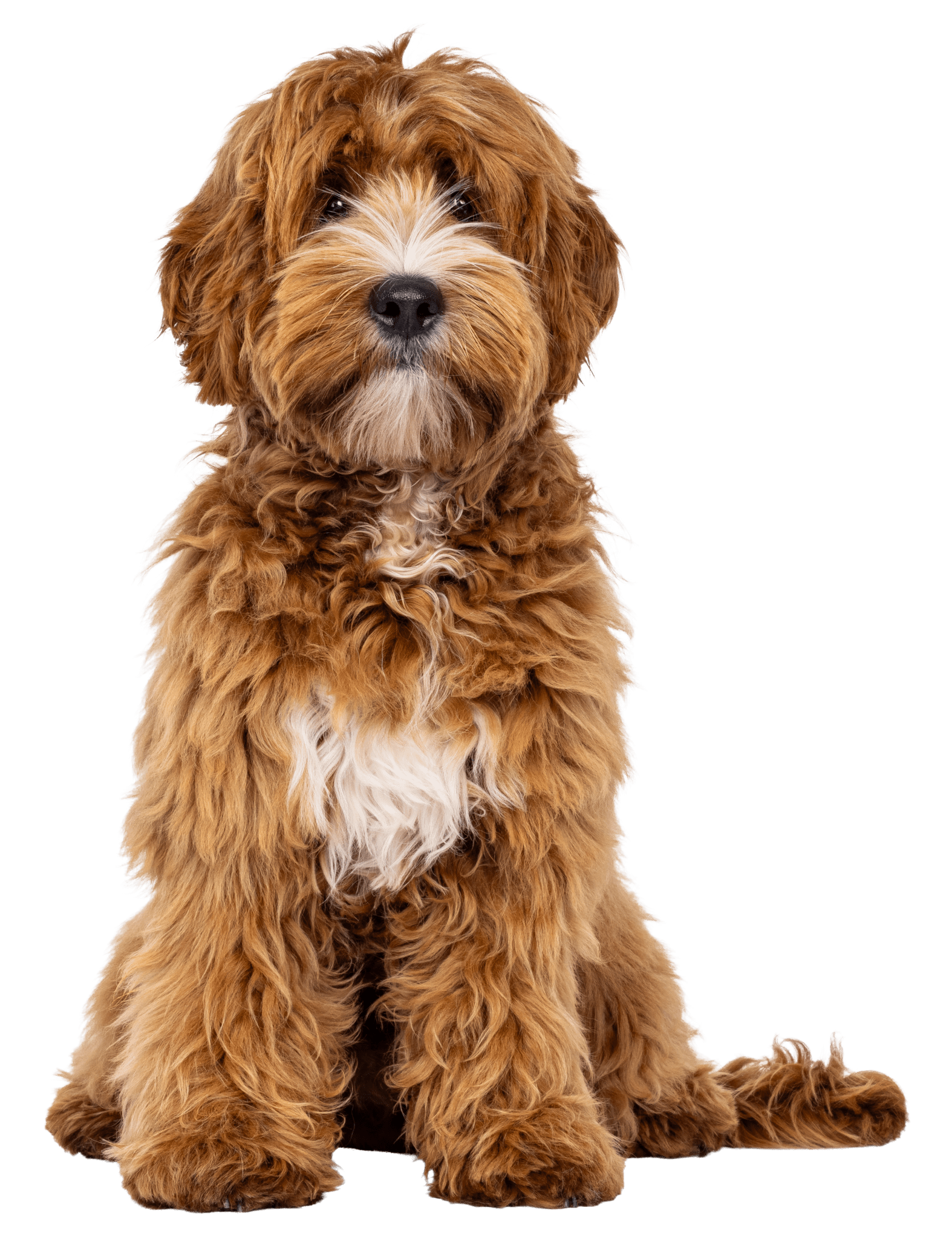 AdobeStock_1186434762 Buck's Kennels Boarding Daycare Grooming