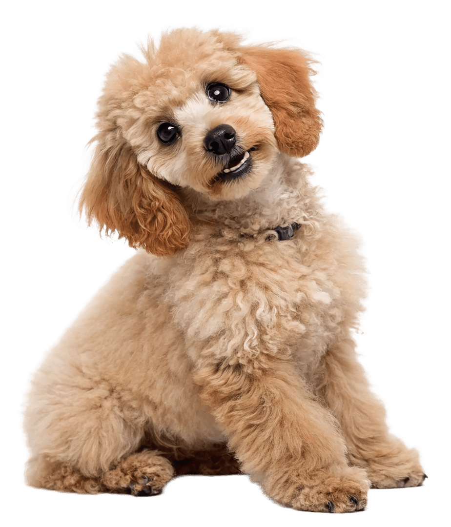doodle-dog Buck's Kennels Boarding Daycare Grooming
